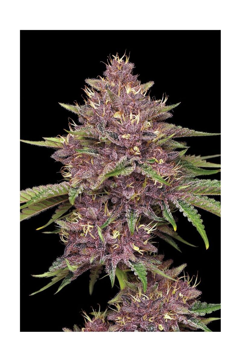 Purpz, Фасовка: 3, изображение 2